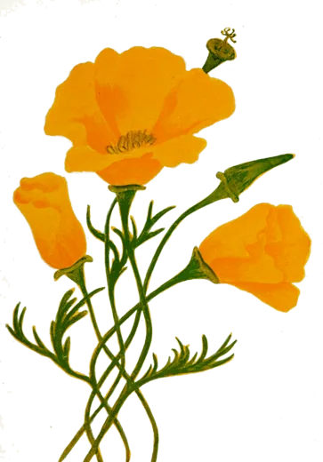 A hand-painted California poppy, the Blossom flower